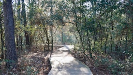 A wooden pathway winds through a dense forest with tall trees and lush greenery. Sunlight filters through the leaves, casting dappled shadows on the ground. The path leads deeper into the wooded area, inviting exploration and offering a tranquil setting surrounded by nature.