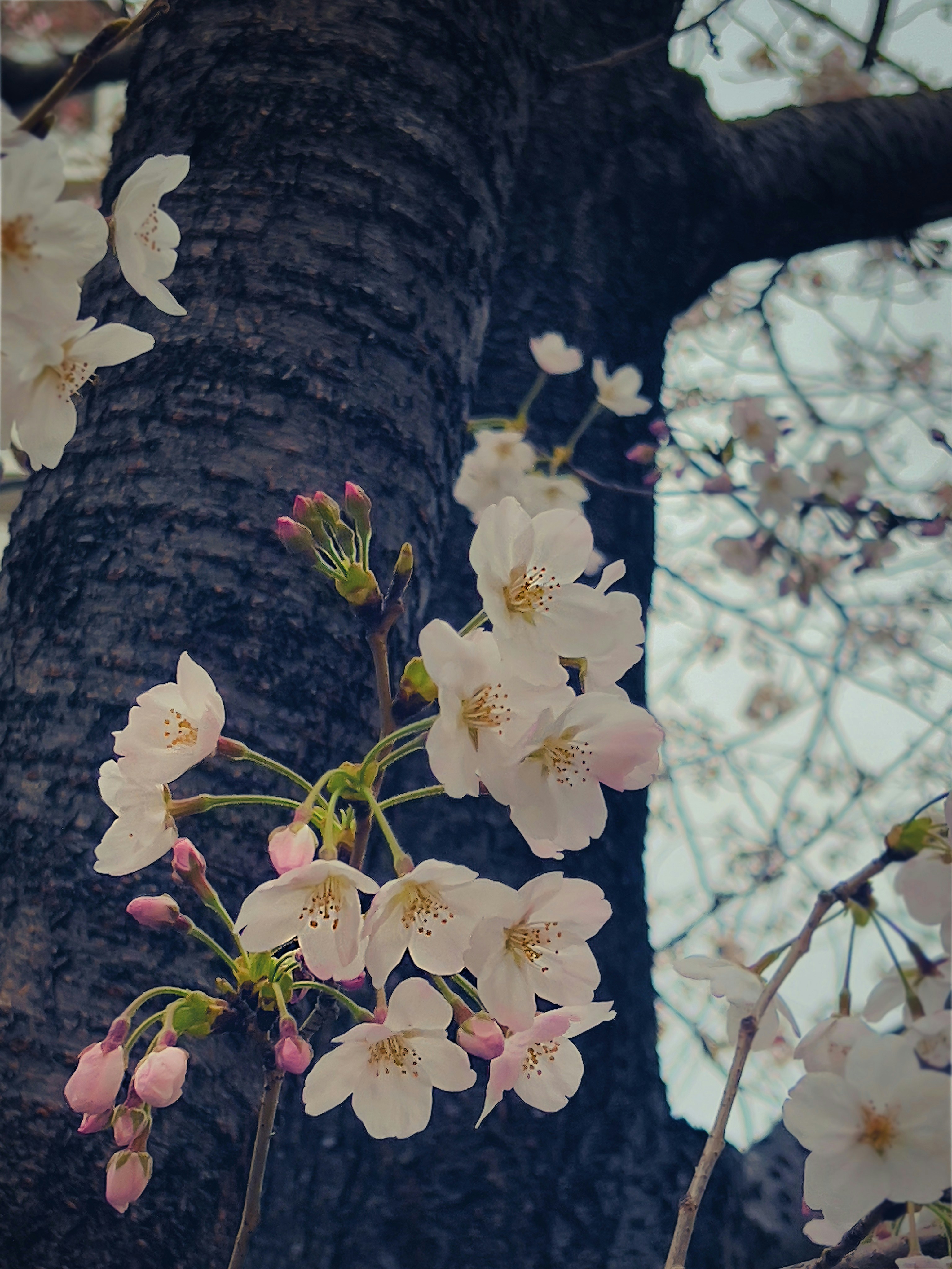 Blooming pink cherry blossoms (sakura) seen at Shinobazu Pond, Ueno Park, Taito City, Tokyo, Japan.
