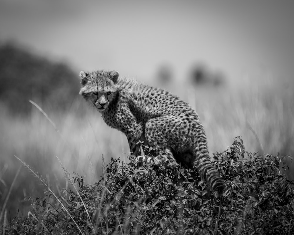a cheetah standing on top of a grass covered field