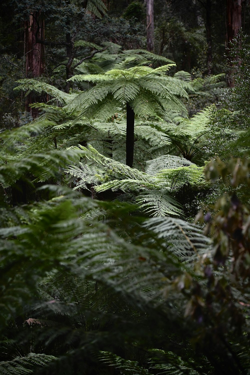 a lush green forest filled with lots of trees