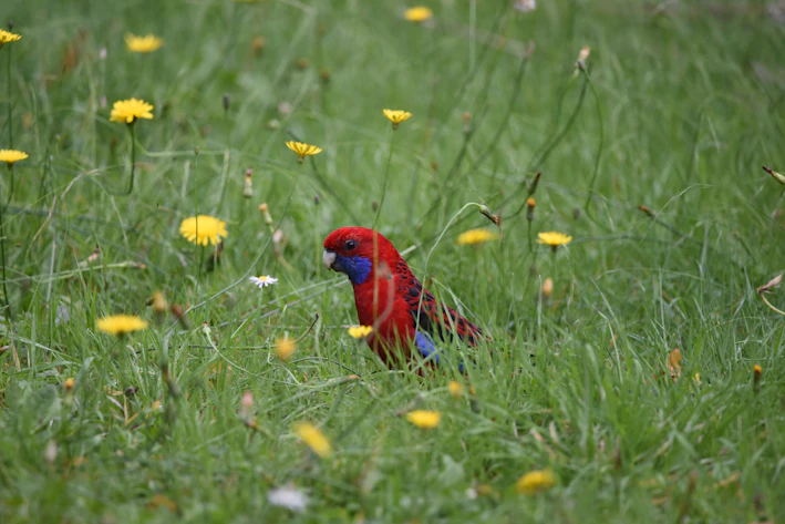 A colorful jigsaw puzzle featuring a vibrant nature scene with birds and flowers.