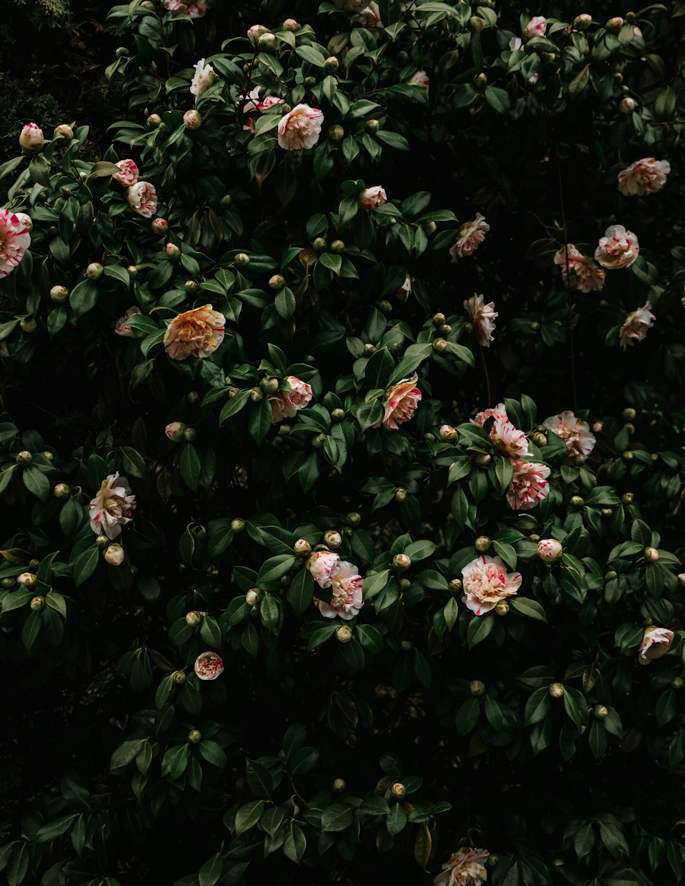 a bunch of flowers that are on a bush