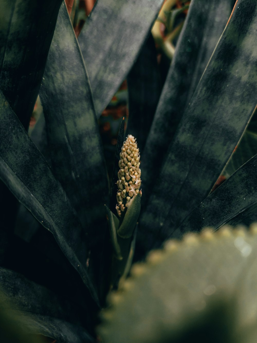 a close up of a plant with leaves