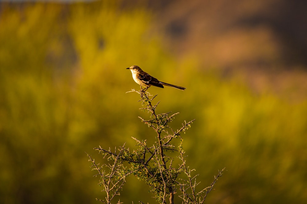 a small bird sitting on top of a tree branch