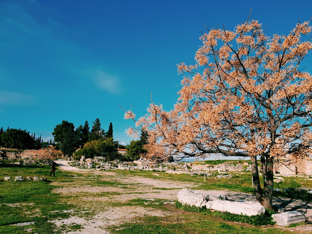 a tree in the middle of a grassy field