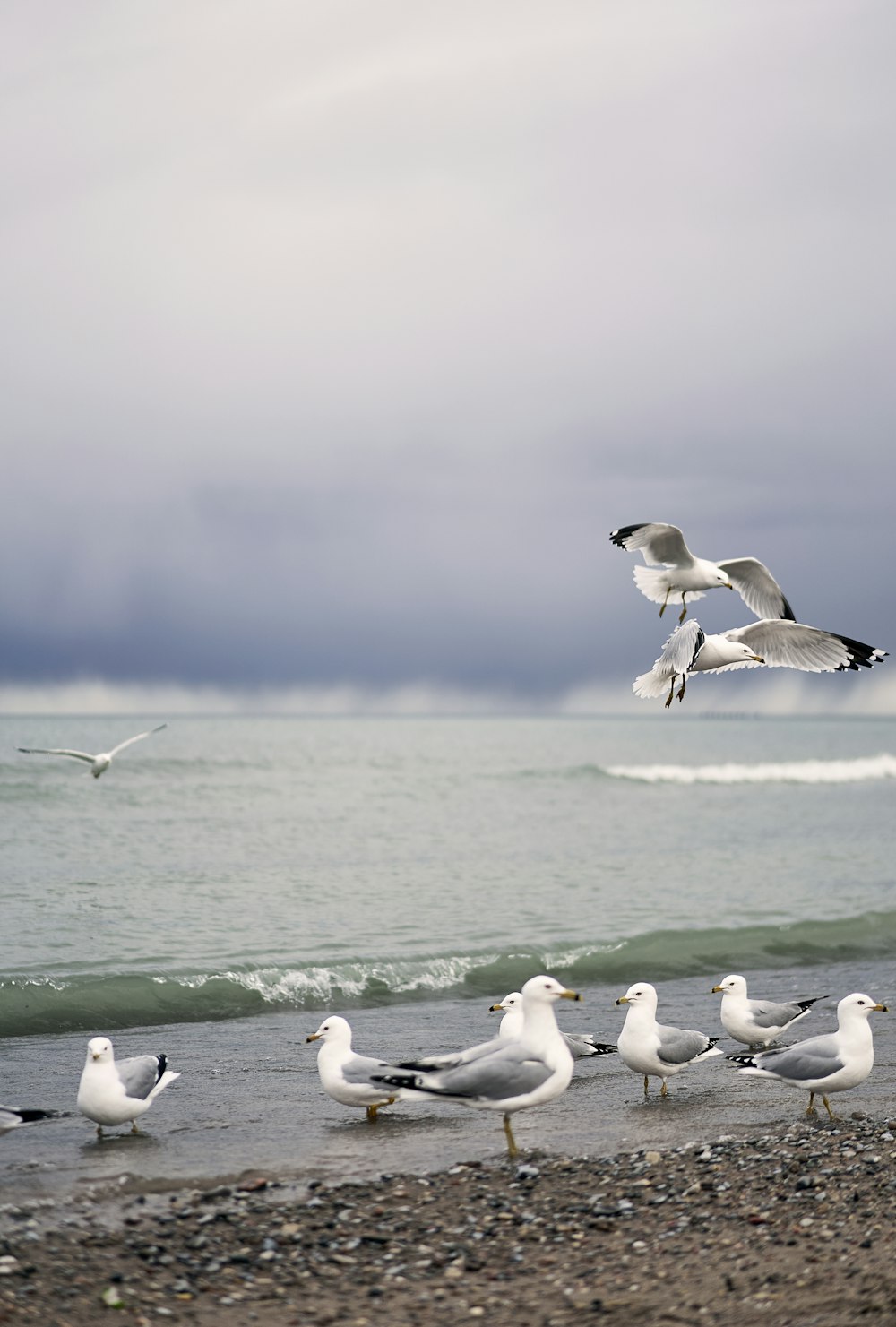 a flock of seagulls standing on a beach next to the ocean