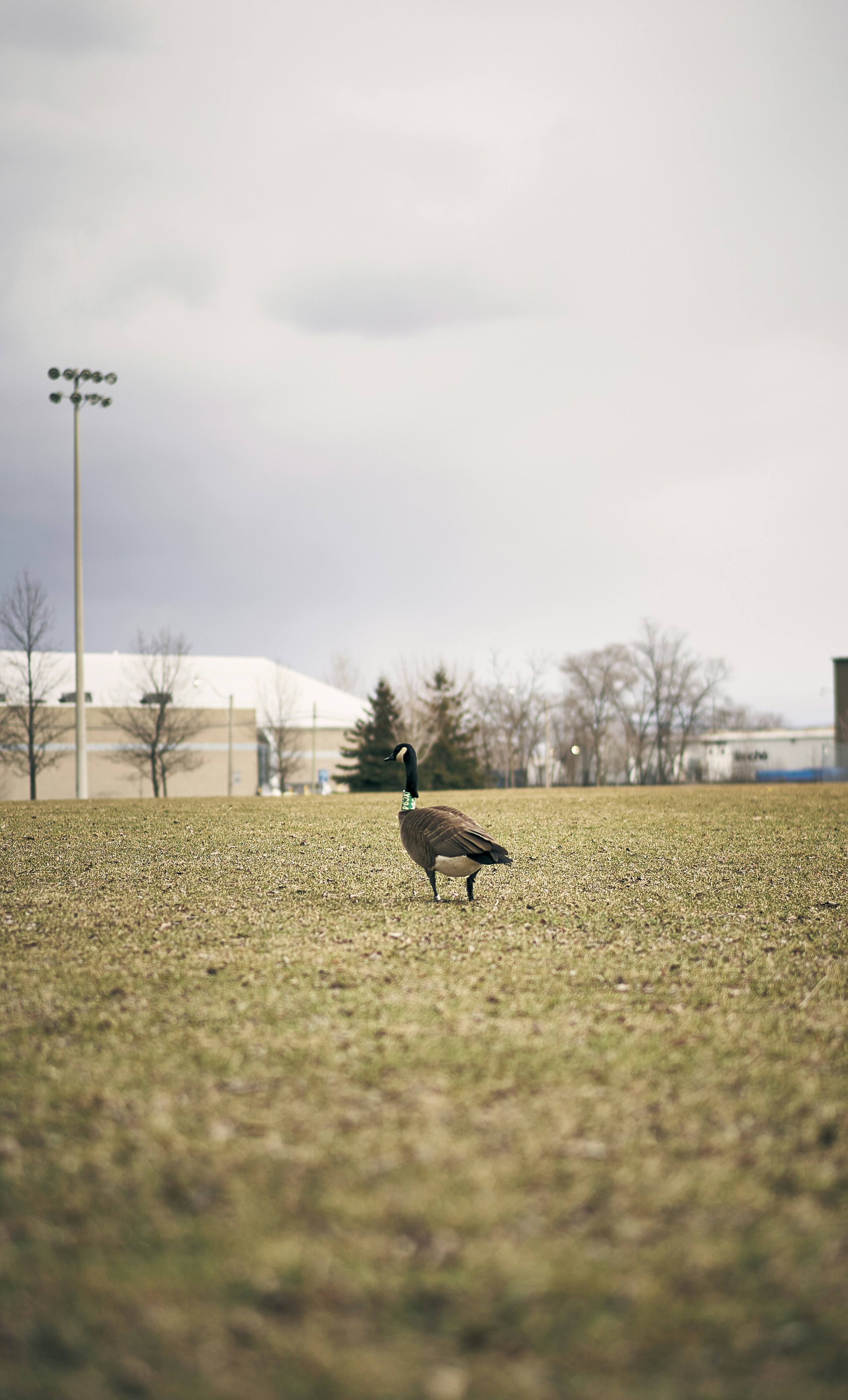 a bird standing on top of a grass covered field