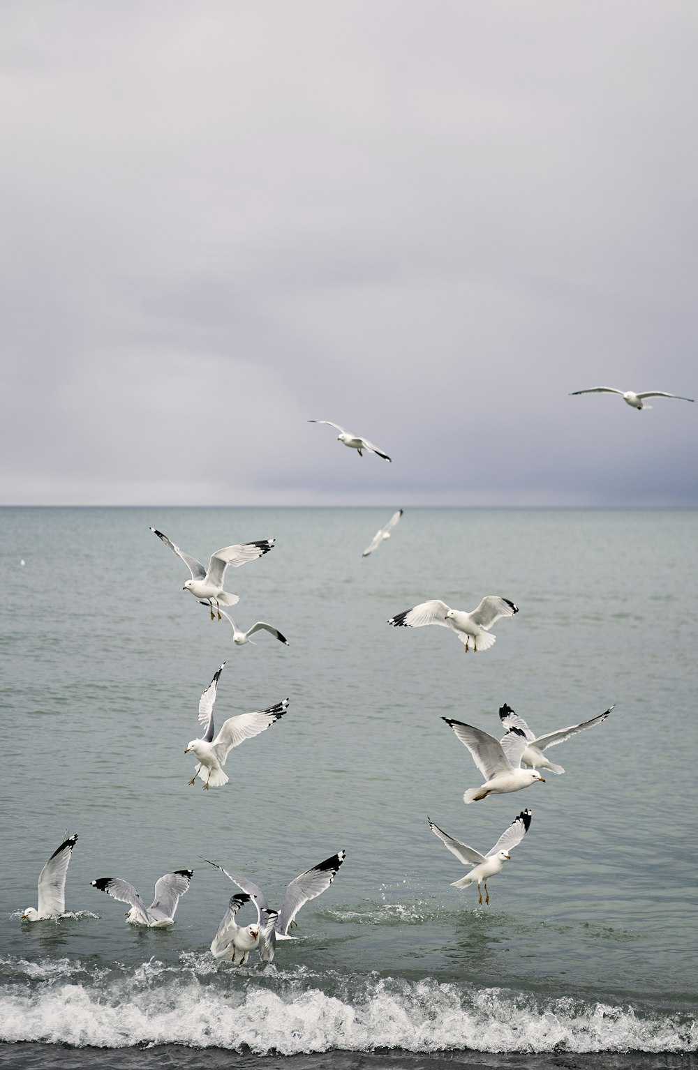 a flock of seagulls flying over a body of water