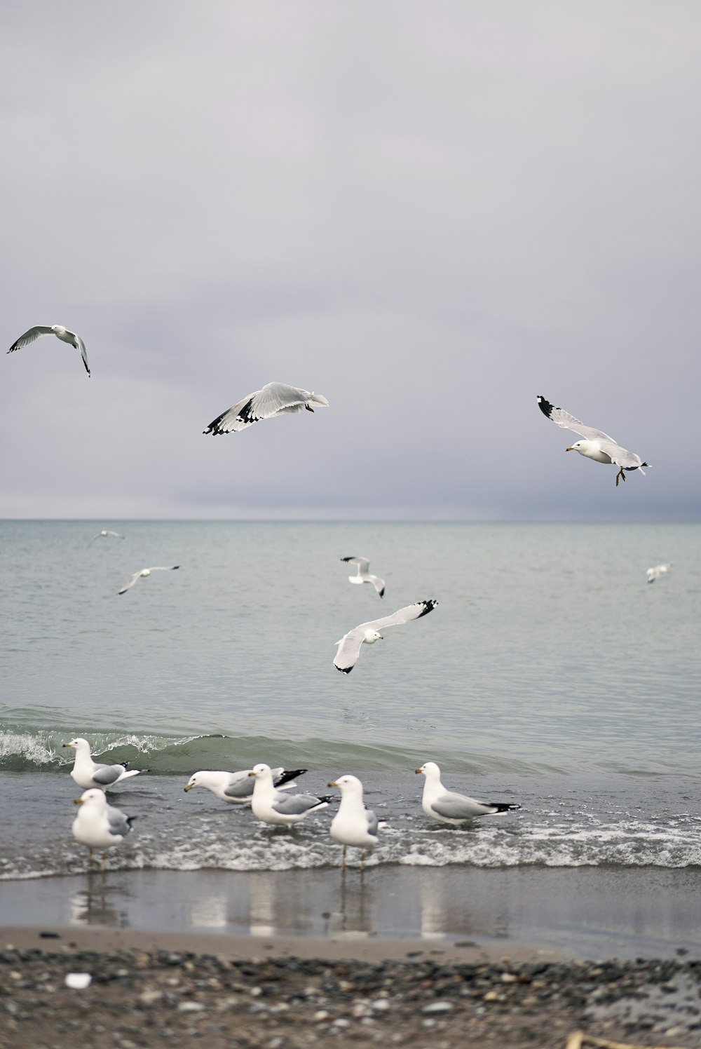 Une volée de mouettes survolant l’océan