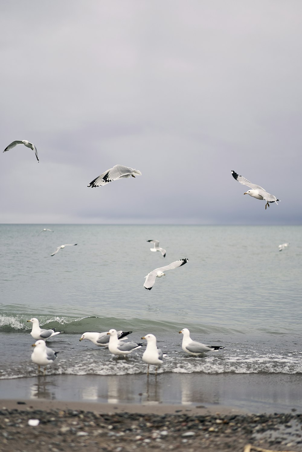 um bando de gaivotas voando sobre o oceano