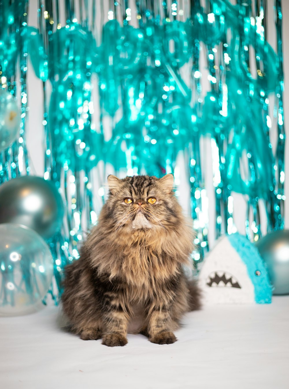 a fluffy cat sitting in front of a backdrop of balloons