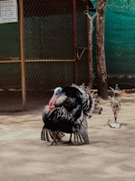 A turkey with vibrant plumage stands on a sandy surface in an enclosed area with a wire fence and a gate behind it. The turkey's feathers are a mix of black, white, and hints of red, with a distinctive colorful head. There is a small tree and a signboard with information about the exhibit in the background.