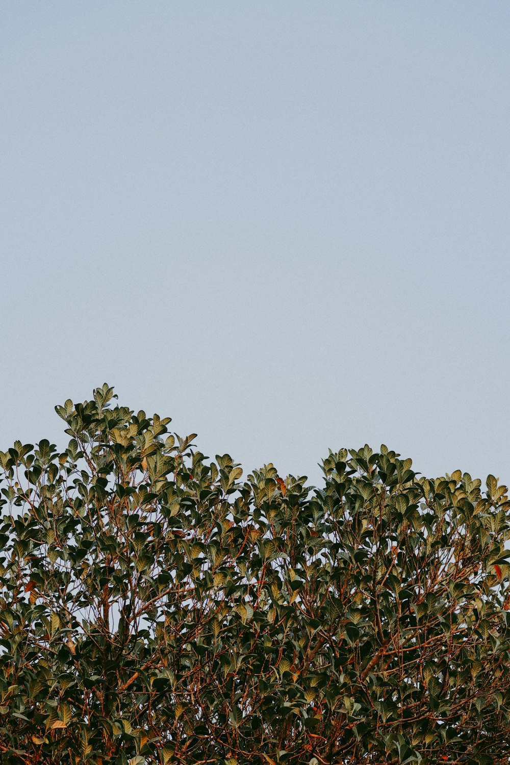 a plane flying in the sky over a tree