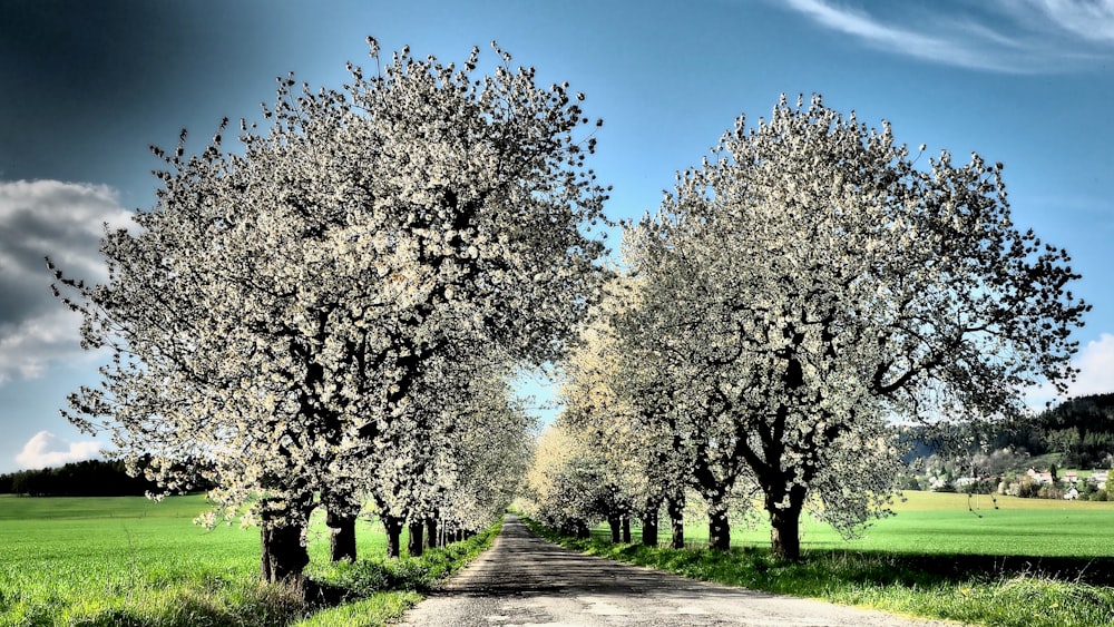 a road lined with trees on both sides of it