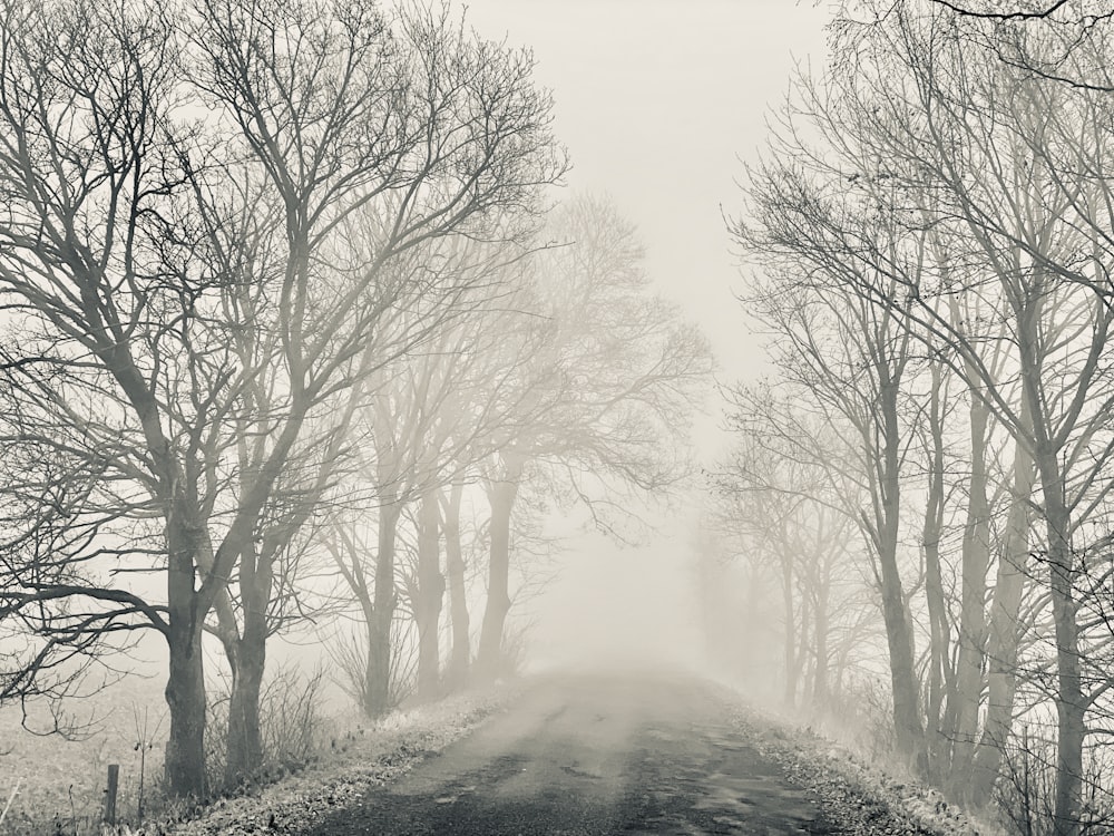 a dirt road surrounded by trees in the fog