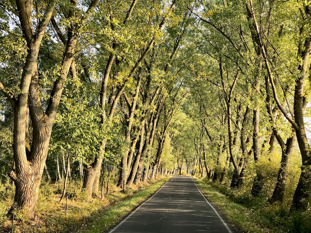 an empty road surrounded by trees and grass