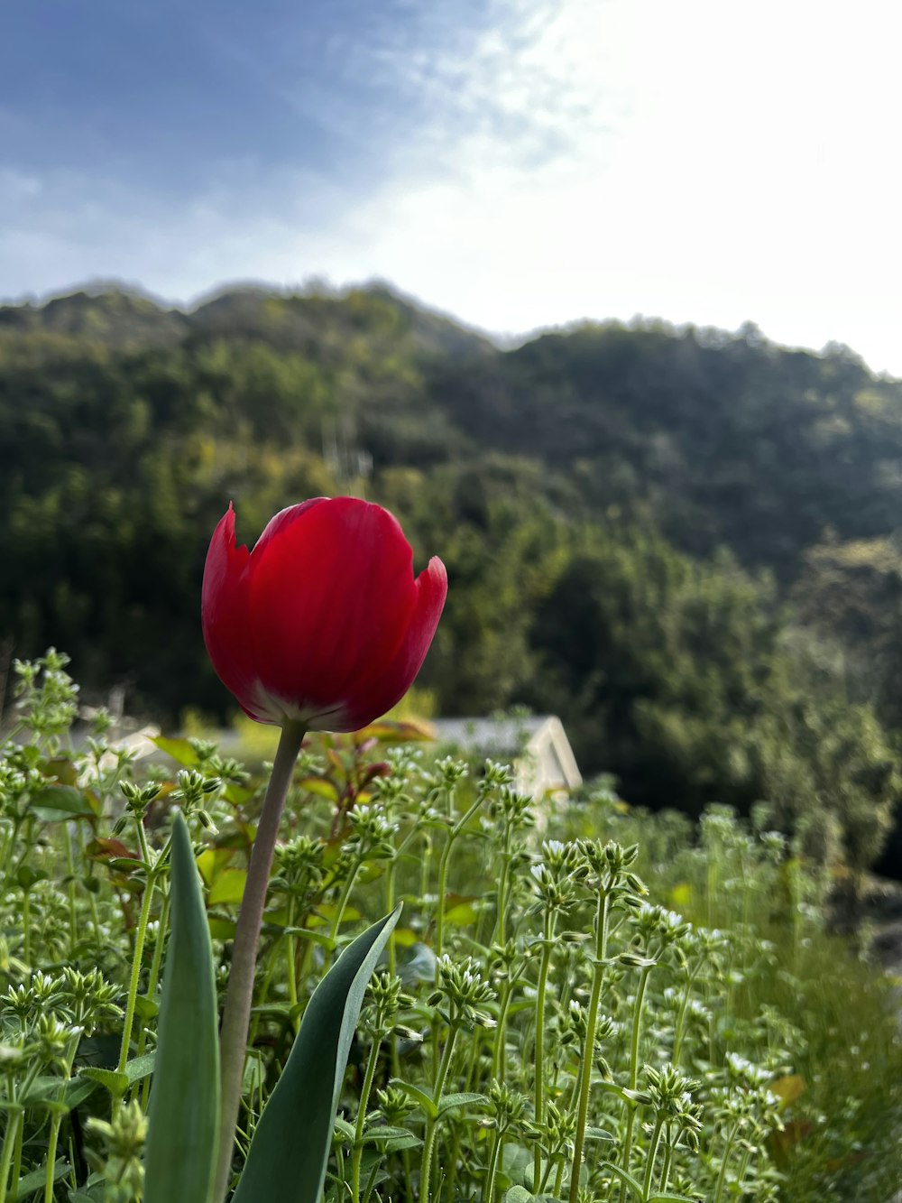 a single red tulip in a field of green grass