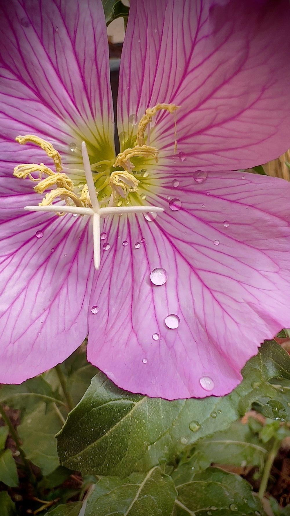 a pink flower with water droplets on it