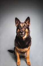 a black and brown dog sitting on top of a gray floor