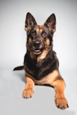 A German Shepherd dog lying down with a focused expression, possibly looking at a treat on its nose. The background is plain and light-colored, highlighting the dog's features.