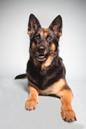 A German Shepherd dog lying down with a focused expression, possibly looking at a treat on its nose. The background is plain and light-colored, highlighting the dog's features.