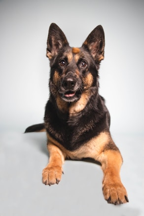 A German Shepherd dog lying down with a focused expression, possibly looking at a treat on its nose. The background is plain and light-colored, highlighting the dog's features.