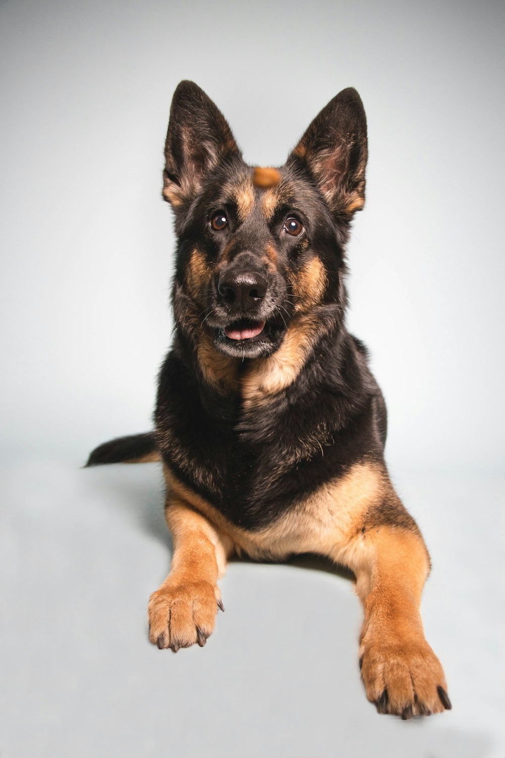 a brown and black dog laying on a white surface