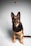 A German Shepherd dog sits attentively while looking at treats suspended in mid-air above its head. The background is a plain light gray, and the dog appears focused and alert.
