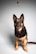 A German Shepherd dog sits attentively while looking at treats suspended in mid-air above its head. The background is a plain light gray, and the dog appears focused and alert.