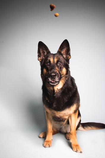 A German Shepherd dog sits attentively while looking at treats suspended in mid-air above its head. The background is a plain light gray, and the dog appears focused and alert.