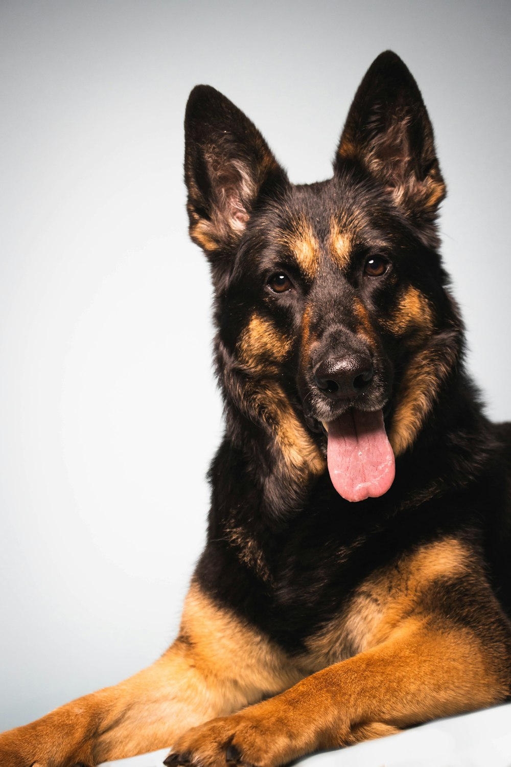 a dog laying down with its tongue hanging out