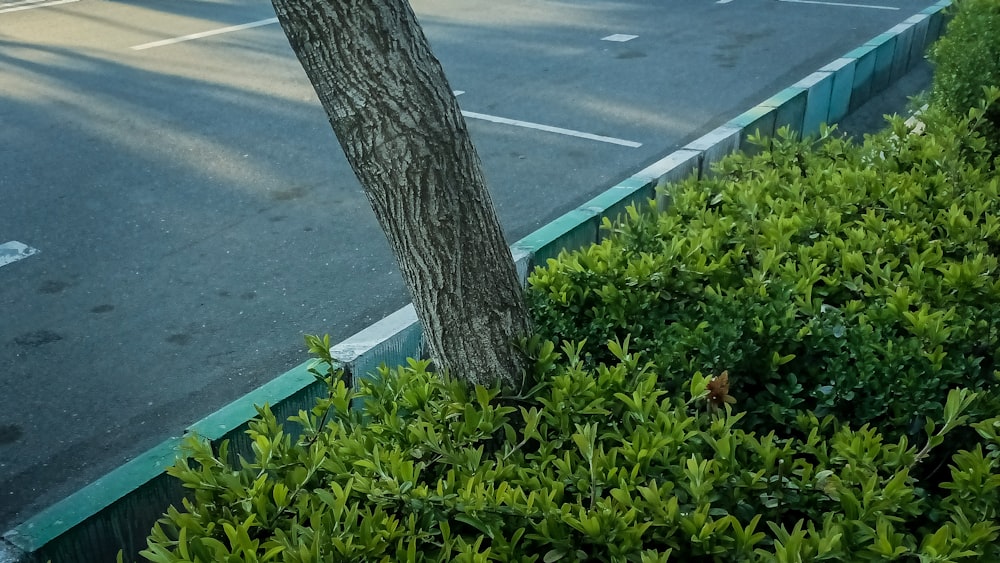 a parking lot next to a tree and bushes