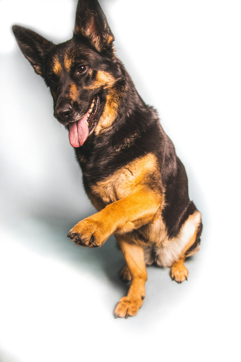 um cão preto e marrom sentado em cima de um chão branco