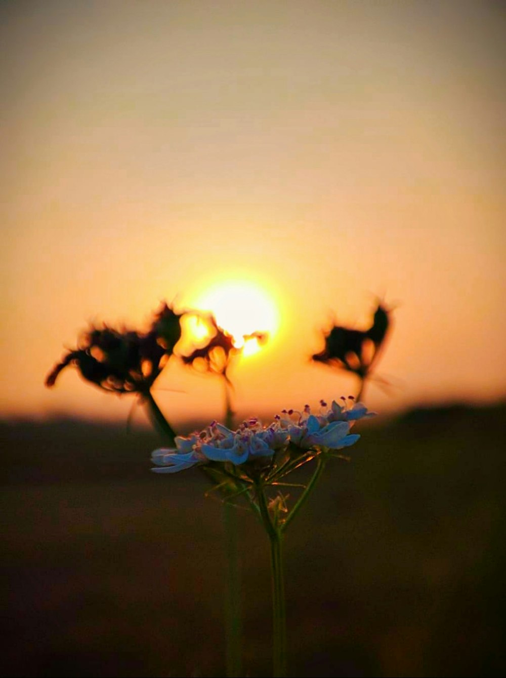 a close up of a flower with the sun in the background