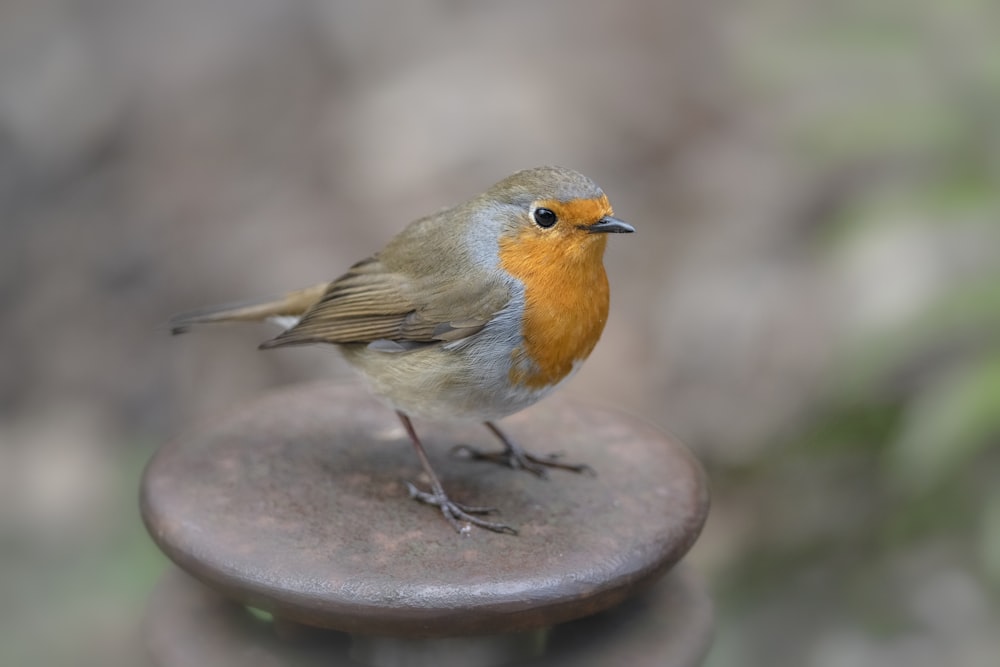 um pequeno pássaro sentado em cima de uma mesa de madeira