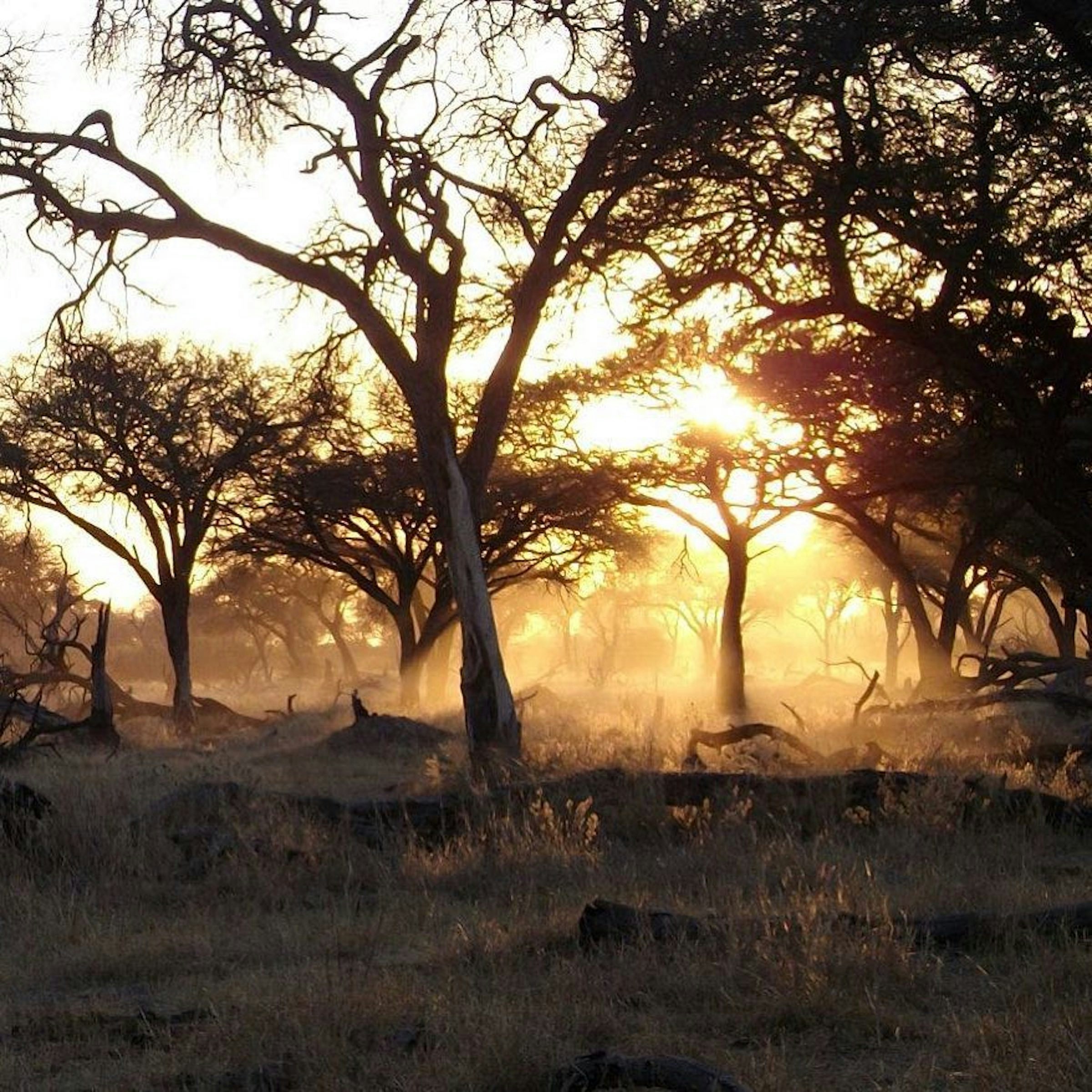 Maun – Cultural & Historical Context