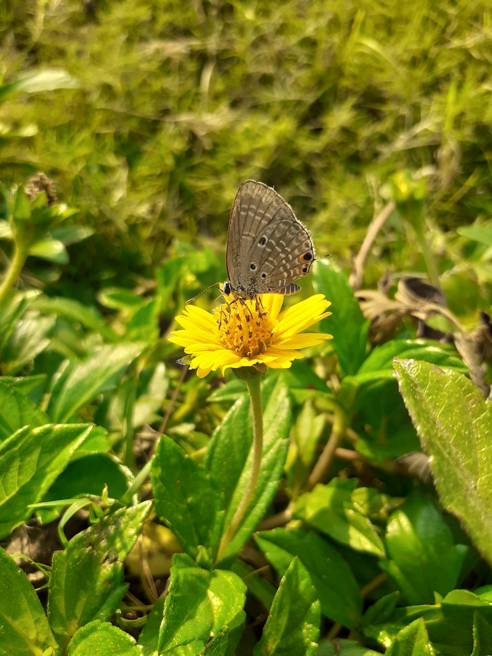 a butterfly sitting on top of a yellow flower