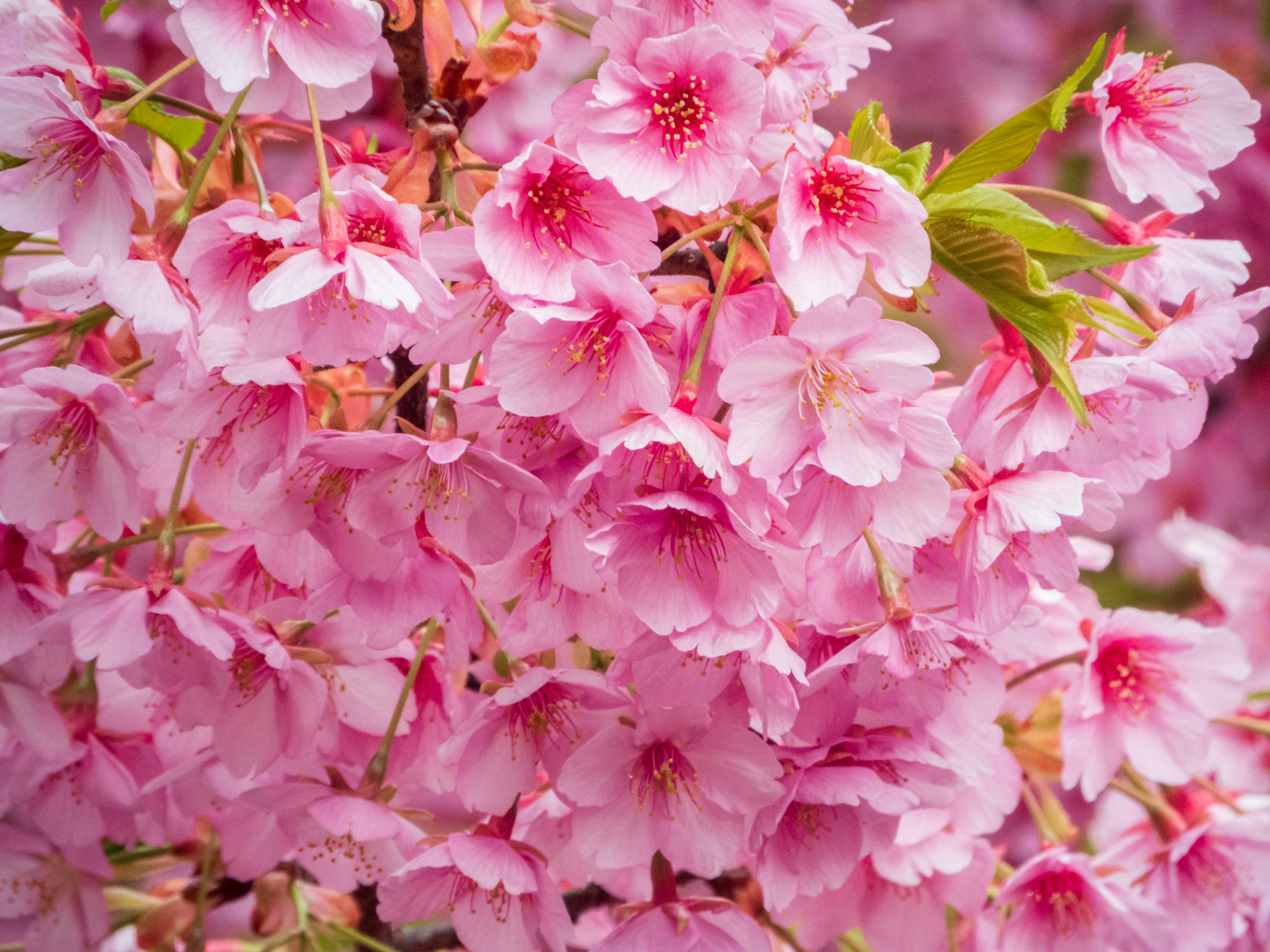 Photo by heppoko_yama