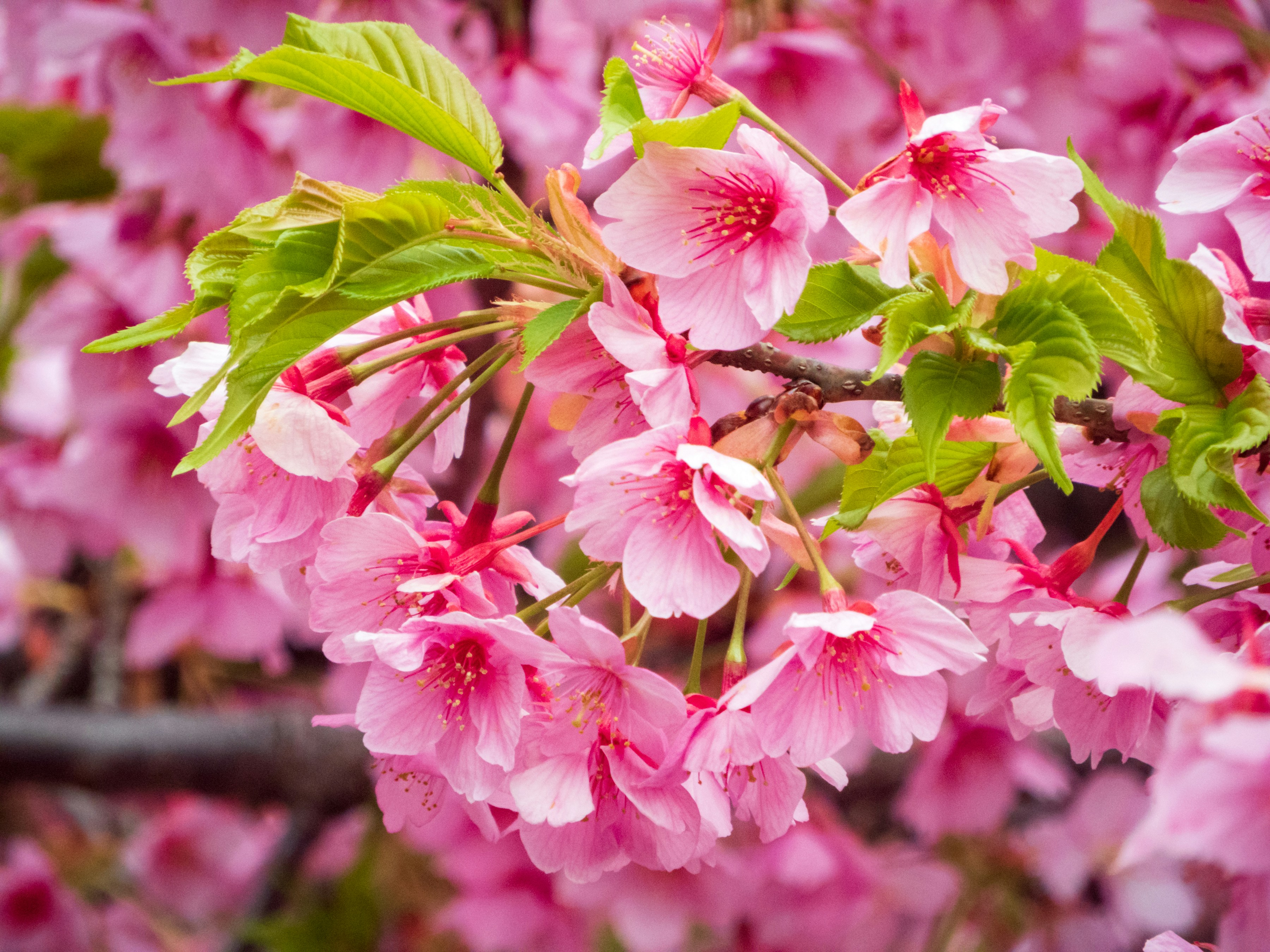 Photo by heppoko_yama