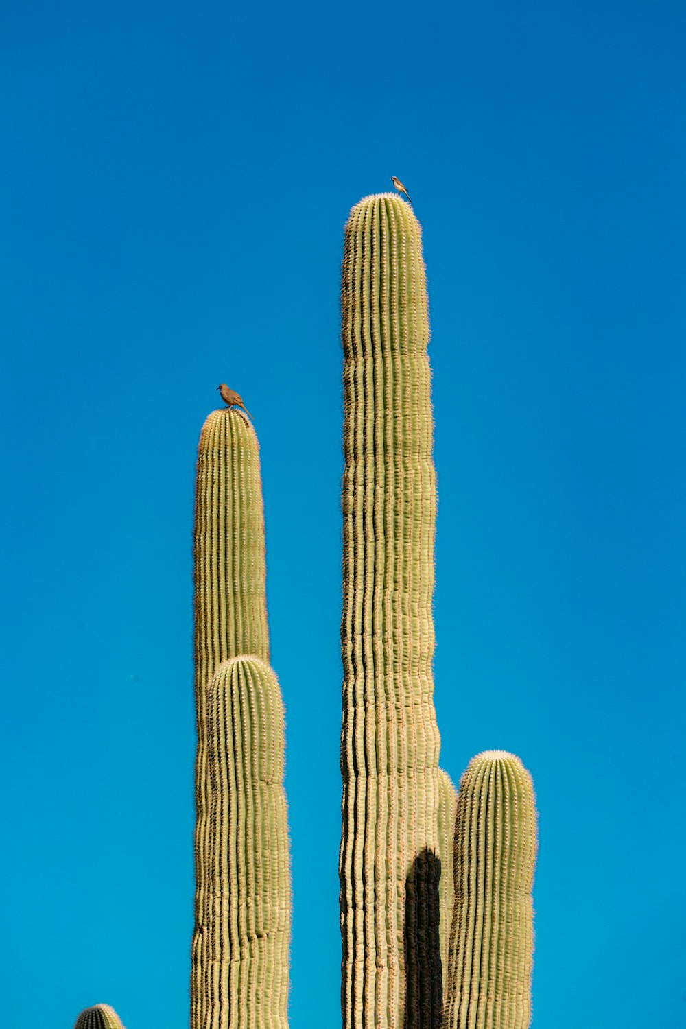 a bird perched on top of a tall cactus