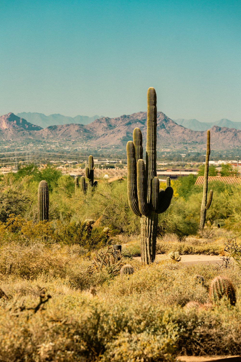 a cactus in a field with mountains in the background