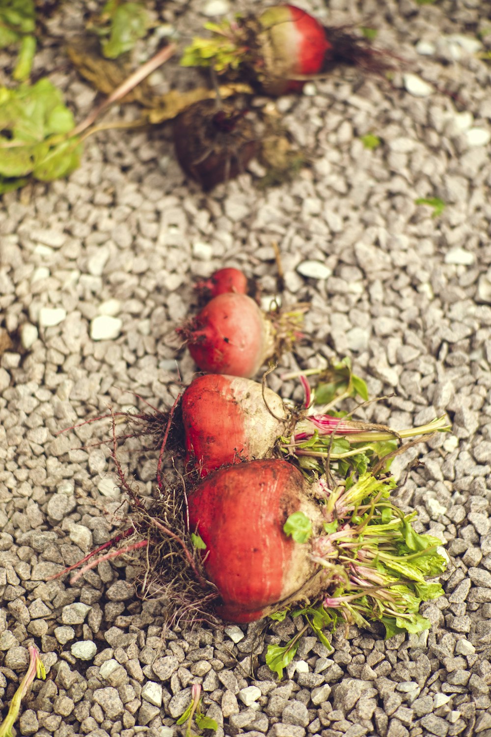 a couple of radishes that are laying on the ground