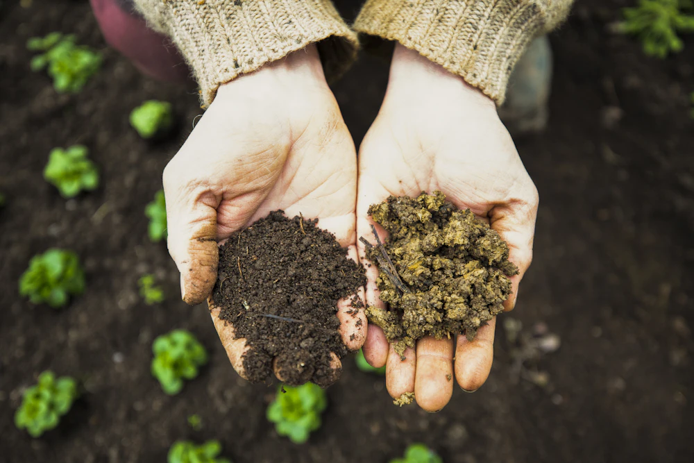 Handful of dark, crumbly healthy soil held in a farmer's hands