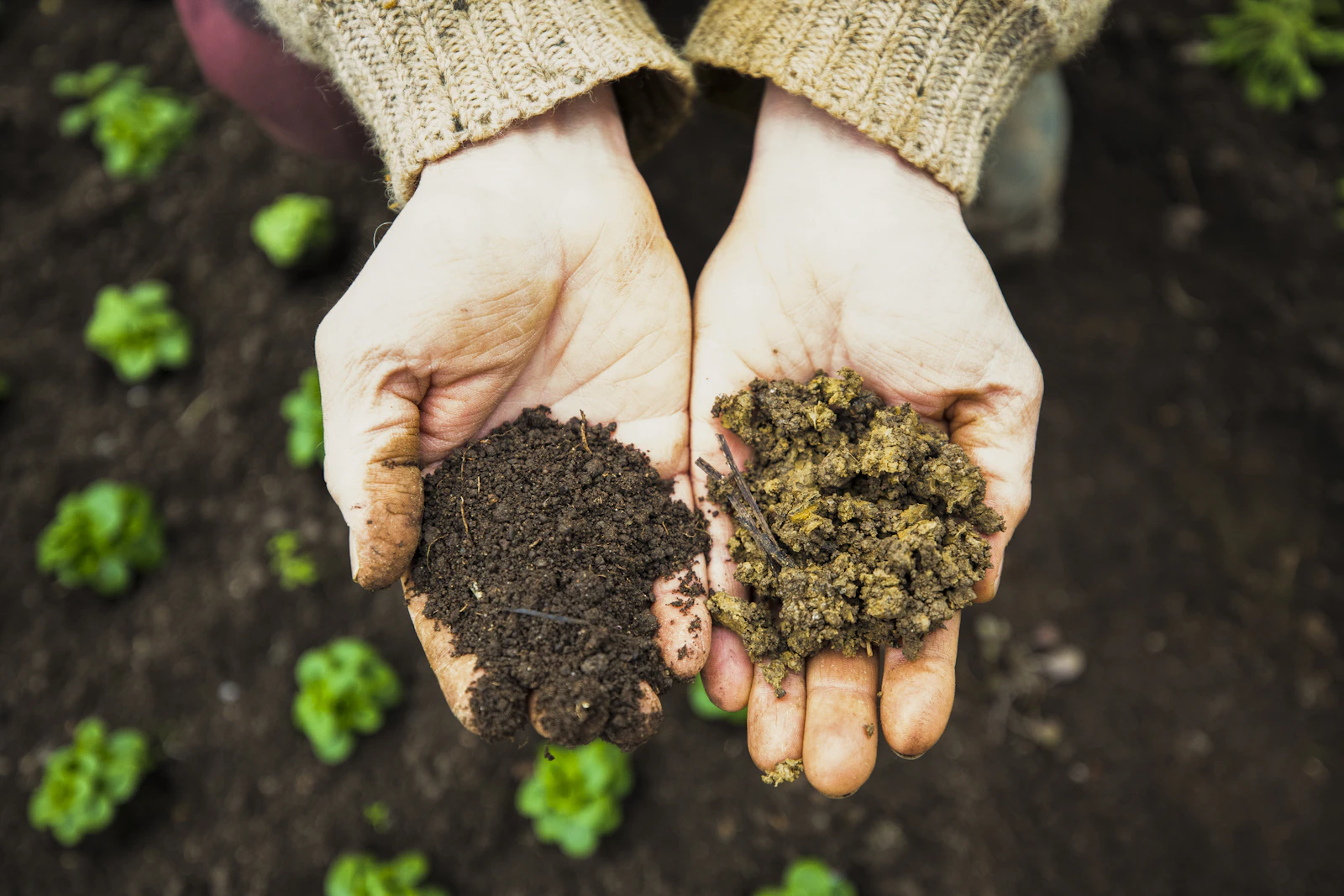A handful of dark, crumbly, biologically active soil held in a farmer's hands
