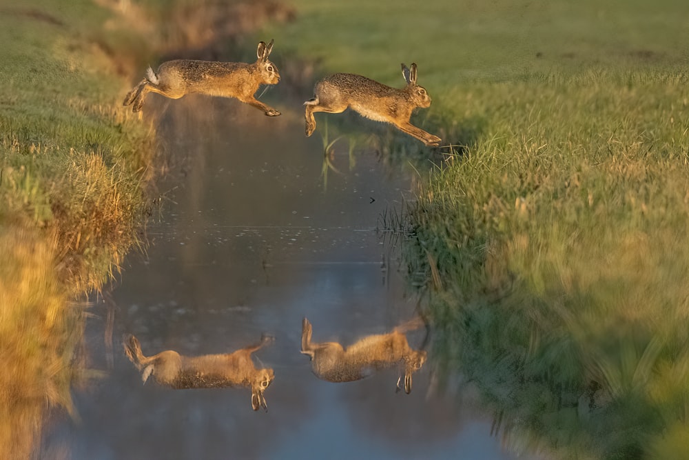 a group of deer jumping into a body of water