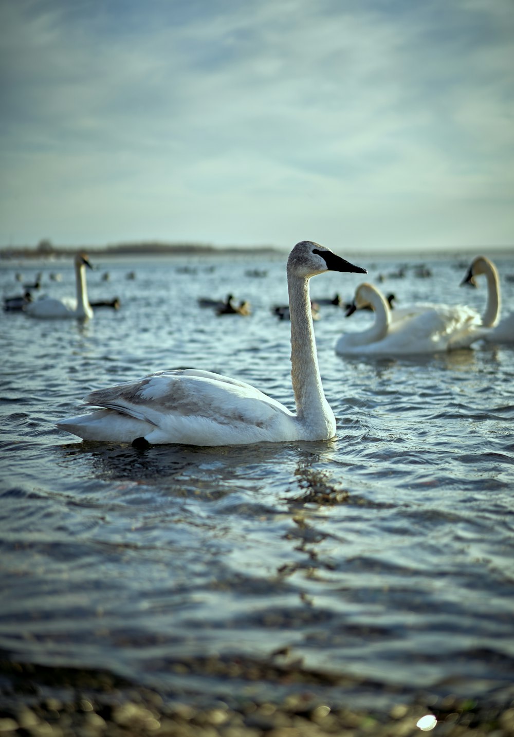 a group of swans floating on top of a lake