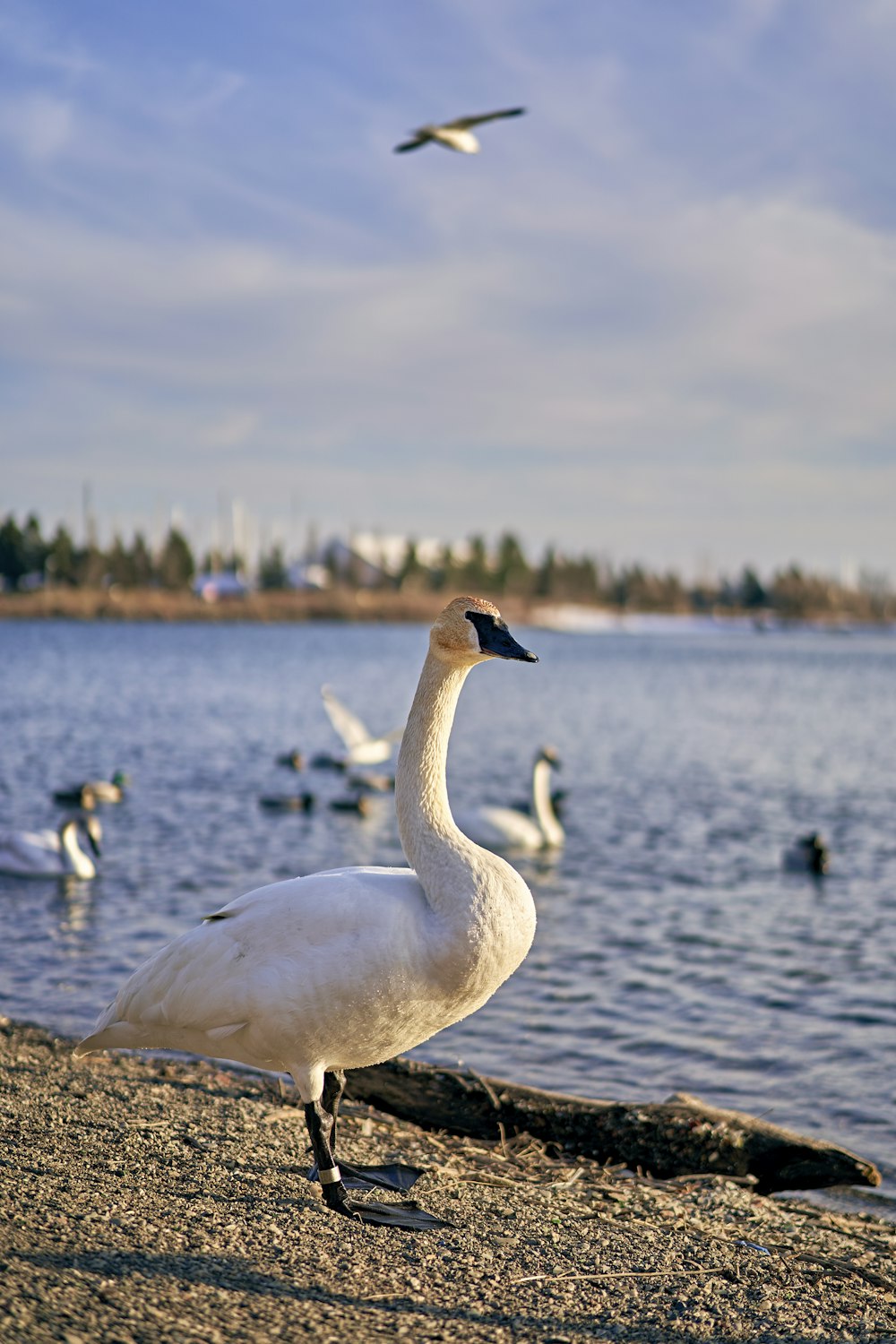 um pássaro branco em pé em uma praia ao lado de um corpo de água
