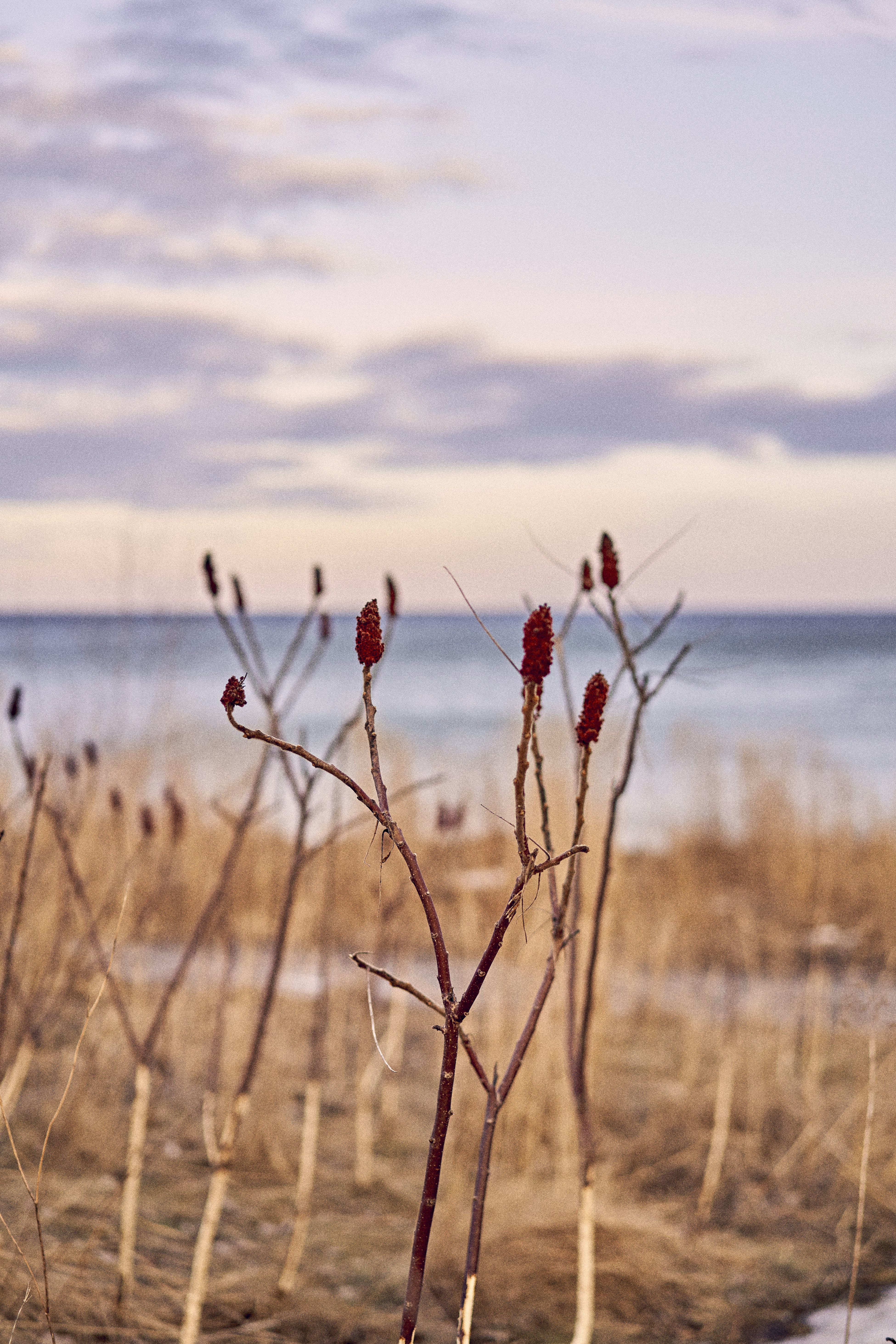 a bunch of plants that are by the water
