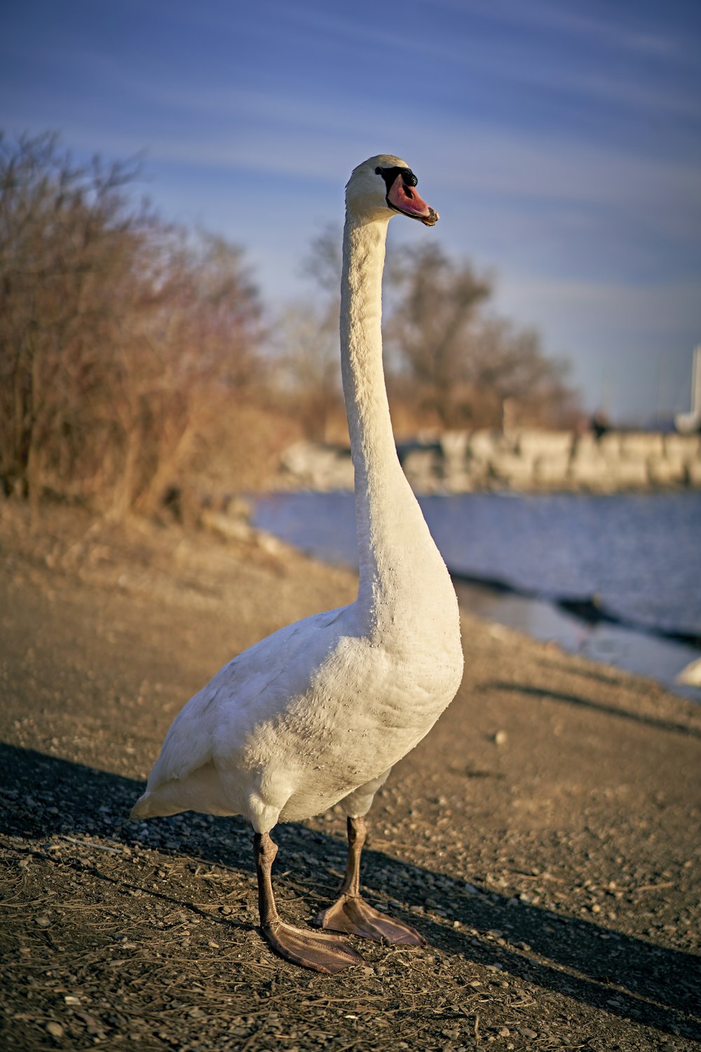 a white goose standing on a beach next to a body of water