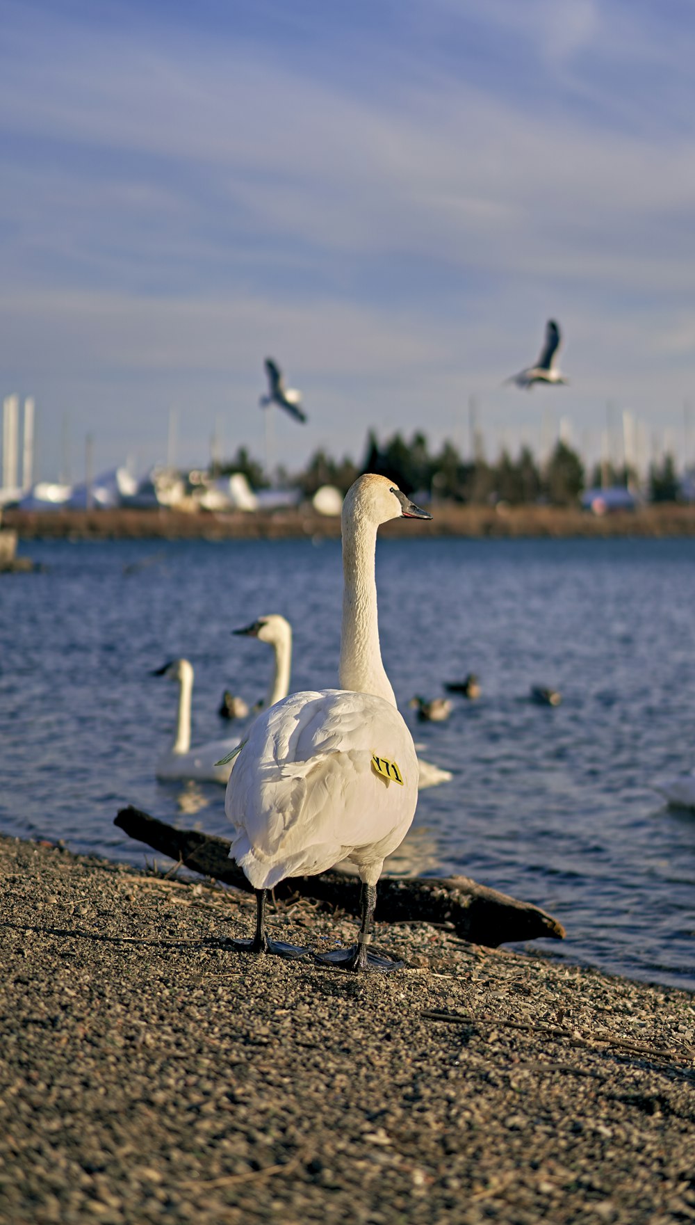 a flock of birds standing on top of a sandy beach